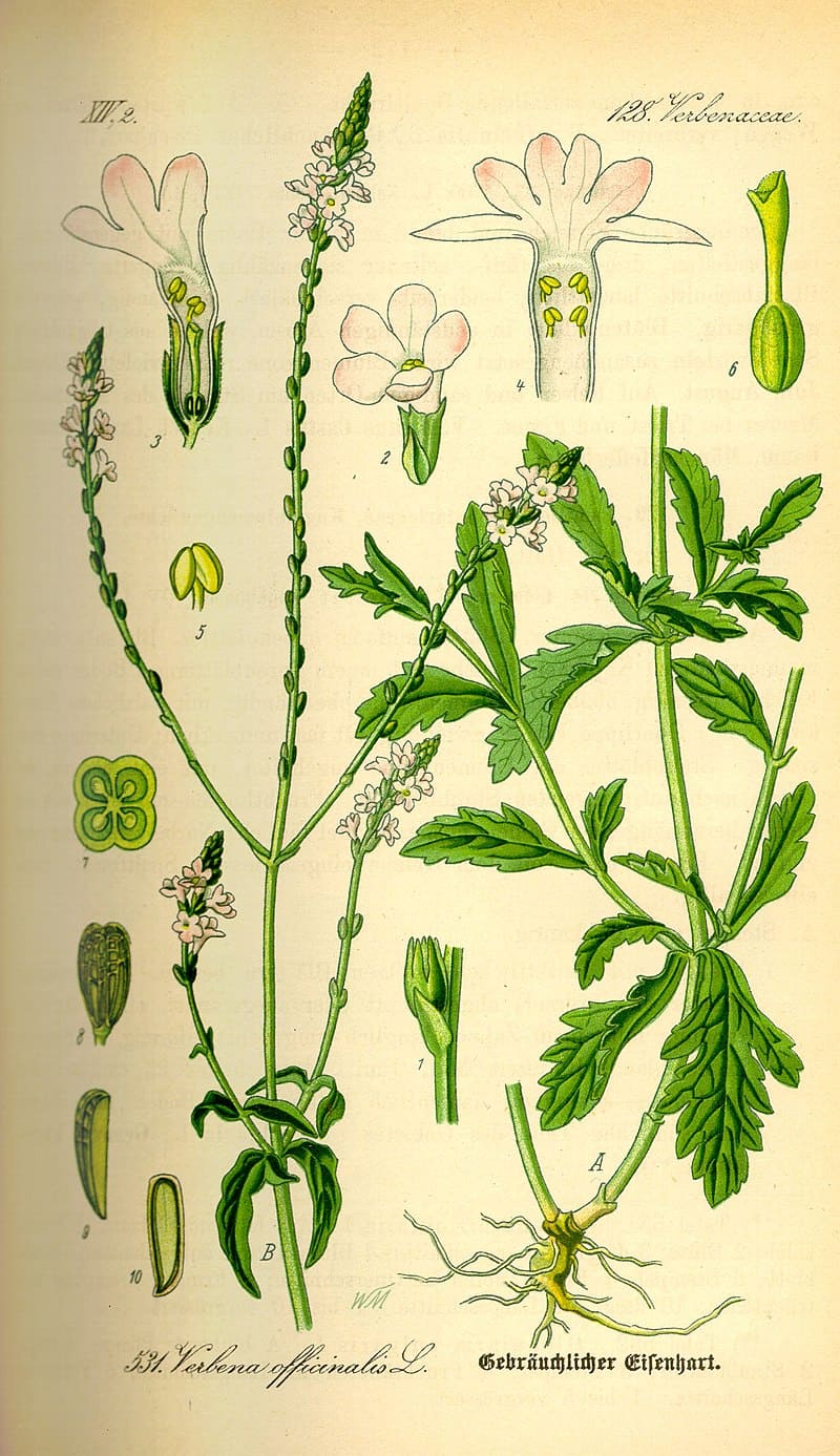 800pxIllustration Verbena officinalis0 800pxIllustration Verbena officinalis0