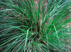 Salty Knowledge: Vetiver