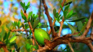 Salty Knowledge: Argan